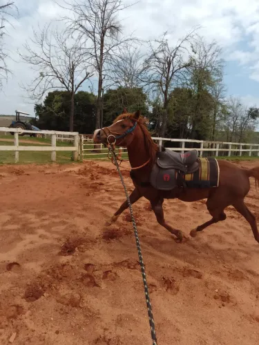 Cavalo Árabe (S/ Registro)