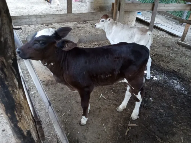  As duas novilhas jersolanda,de boa procedência,filhas de vacas leiteiras