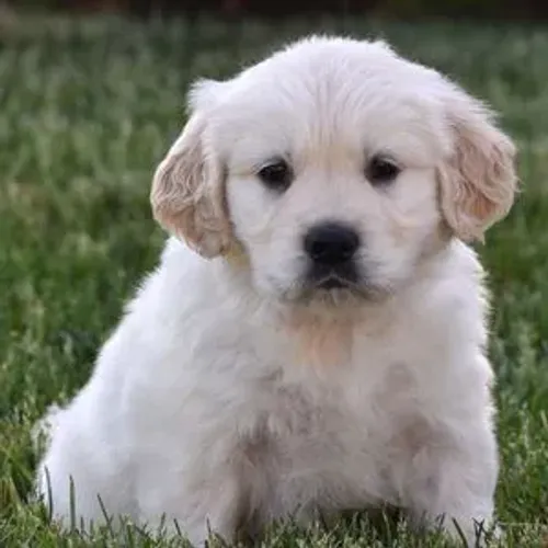 Golden Retriever | Entrega imediata