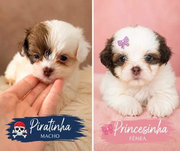 Filhotes de shih tzu