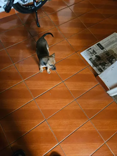 ADOU UMA CACHORRINHA DE 2 MEIS .