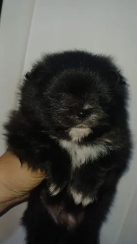 Lulu da pomerania Black 