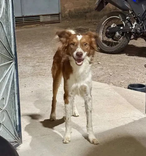Doa-se cachorro