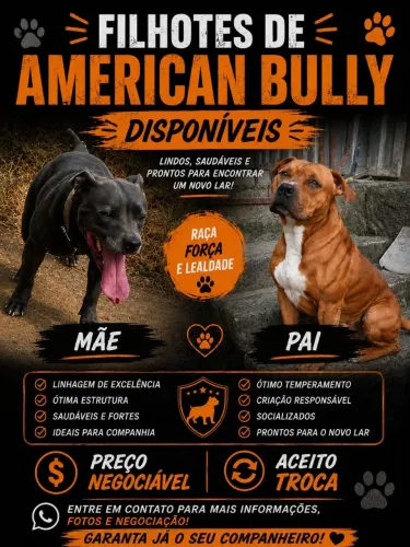 Cachorro American Bully