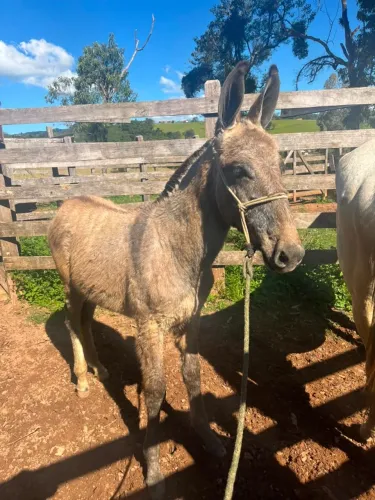 Burro luxo