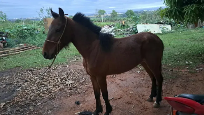 Cavalo pitisso para crianca