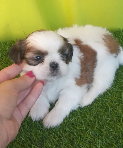 Shih Tzu Um amigo leal que vai crescer junto com seus sonhos