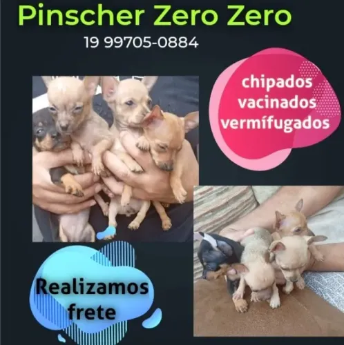Filhote de Pinscher mini disponível para família responsável