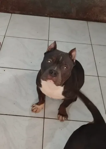 Lindo American bully