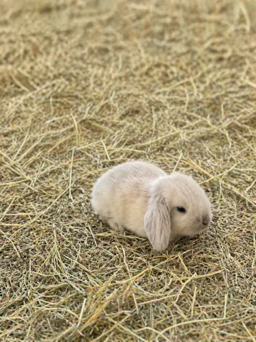 Coelhos Mini Lop