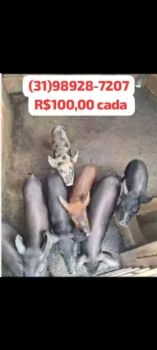 Vendo porco