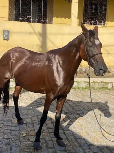 Egua boa 3 anos