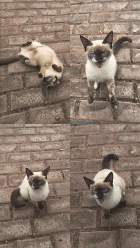 Gata para adoção