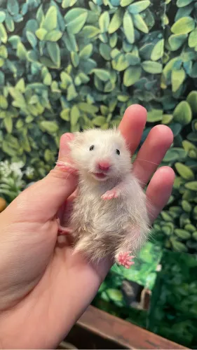 Hamster 