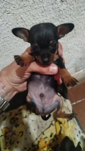 Lindo filhote pinscher macho zero
