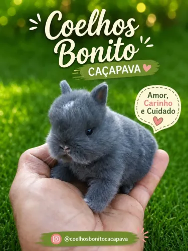 Coelho anão importado netherland dwarf 