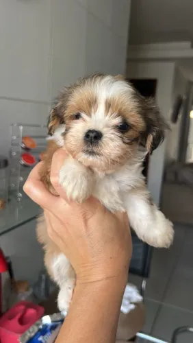 Filhotes lhasa apso