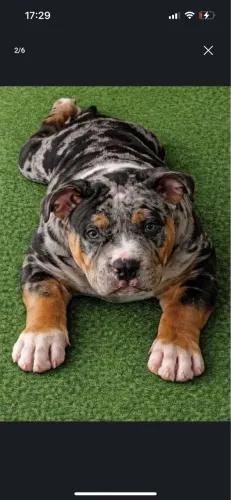 American bully - ALTO NÍVEL 