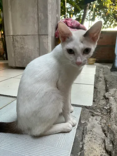Gatos para doação