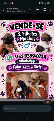 Pinscher