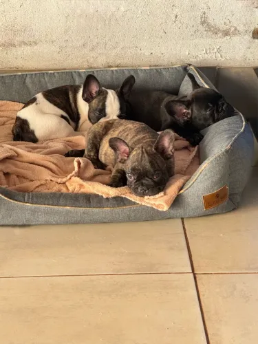 Buldogue francês