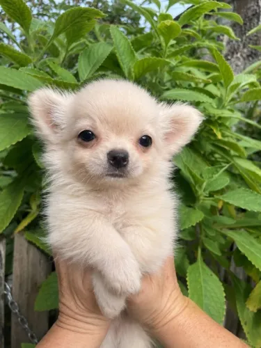 Chihuahua Pelo longo Pronta entrega 