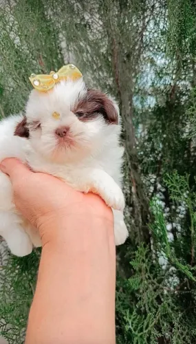 Shihtzu exótica chocolate com branco 
