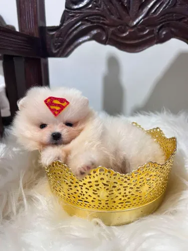 Lulu da Pomerânia