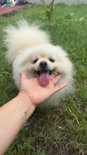 Filhote lulu da pomerania