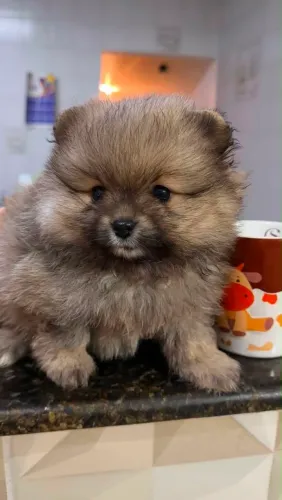Filhote spitz alemão, Nada se compara ao amor sincero de um filhote!