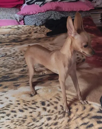 pinscher 1
