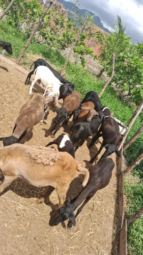 Ovelha e carneiro disponível