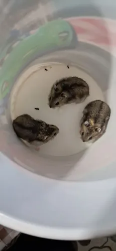 Filhotes de hamster  chines