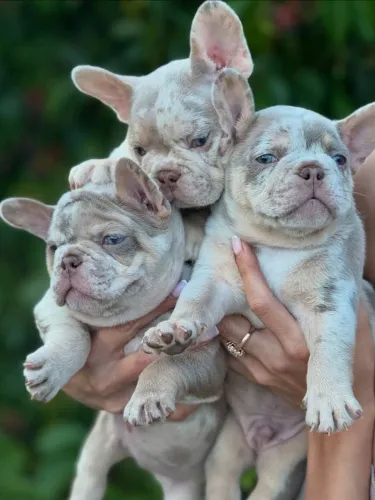 Bulldog Francês Filhote Carinhoso e Vacinado