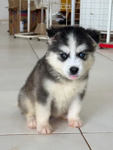 FILHOTES DE HUSKY SIBERIANO FÊMEA