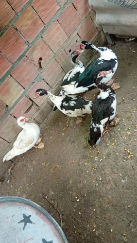 Vende-se Galinhas, galo, patos e uma galinha da Angola ?