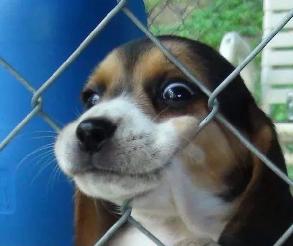 Filhote Beagle cheios de amor prontos para serem seus!
