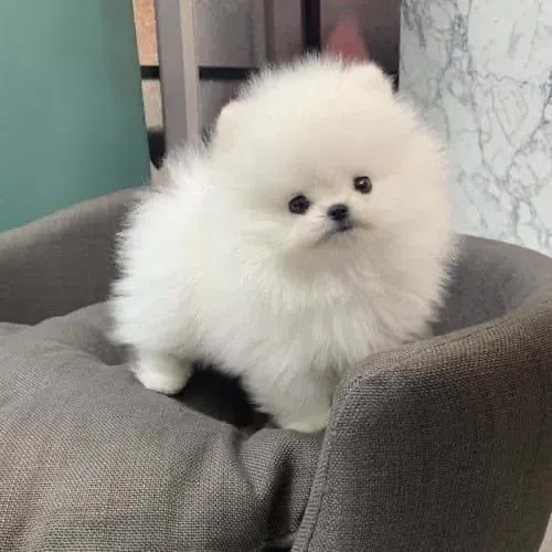 Filhotes De Spitz Alemão - O Presente Mais Especial Que Você Pode Se Dar !