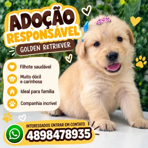 ADOÇÃO DE GOLDEN RETRIEVER CHAMAR NO WHATSAPP PARA MAIS INFORMAÇÕES - *