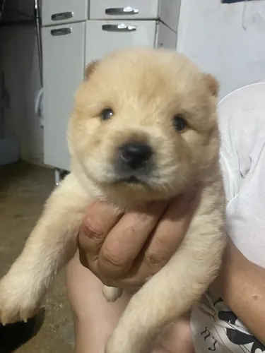 Vendo filhotes de chow chow 700