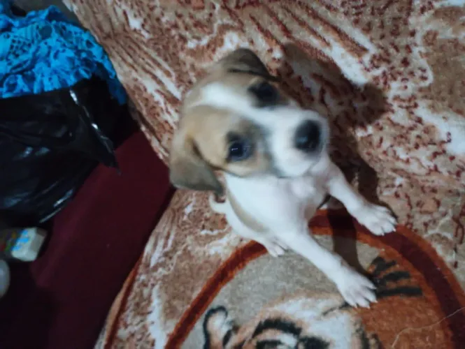 Doação de Cachorro 