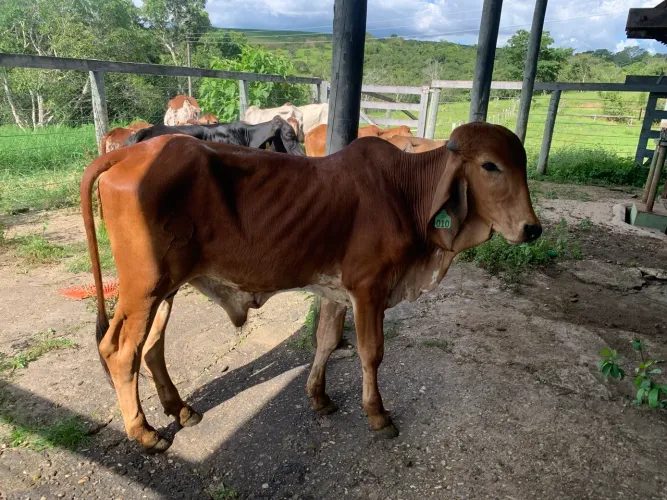 Vendo tourinhos , garrotes e bezerros