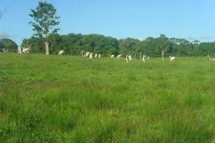 Fazenda 650 hectares fica a 80 km de Castanhal pronta por R$10 milhões