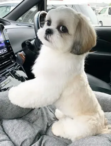 Filhote Shih Tzu Procurando Novo tutor