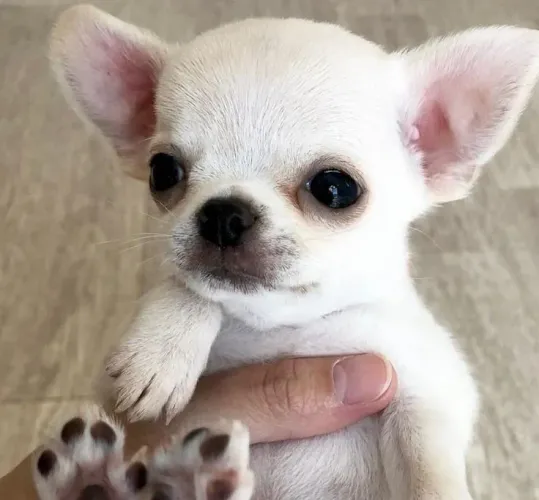 Chihuahua lindos filhotes 