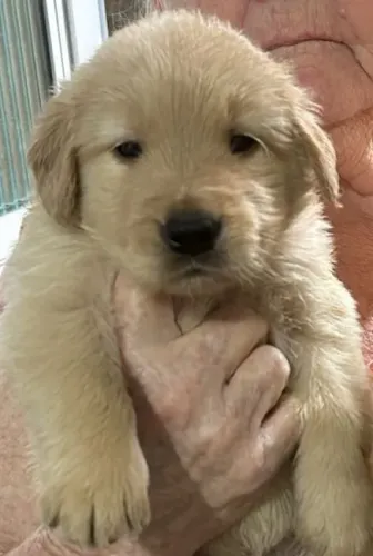 Golden Retriever fofo