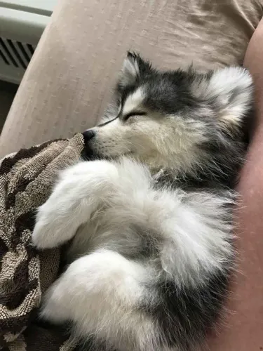 Filhote Husky Siberiano, Seu novo melhor amigo está só esperando um nome!