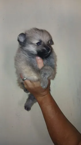 Macho debLulu da pomerania 