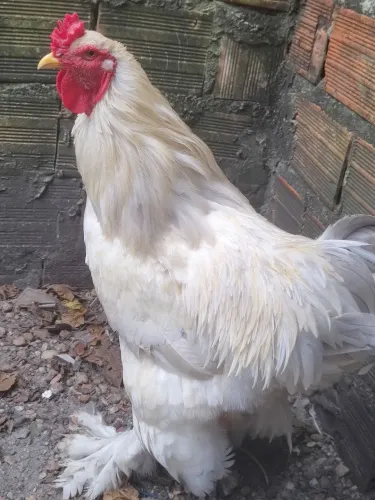 Galo Bhama saldavel aceito cartão......