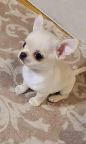 Chihuahua Macho Exclusivo - Micro, Focinho Curtinho e Cores Incríveis!